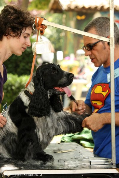 2012-07-01 B & B - Bedlington & Bichon Fun Day (92)_1000x1500.jpg